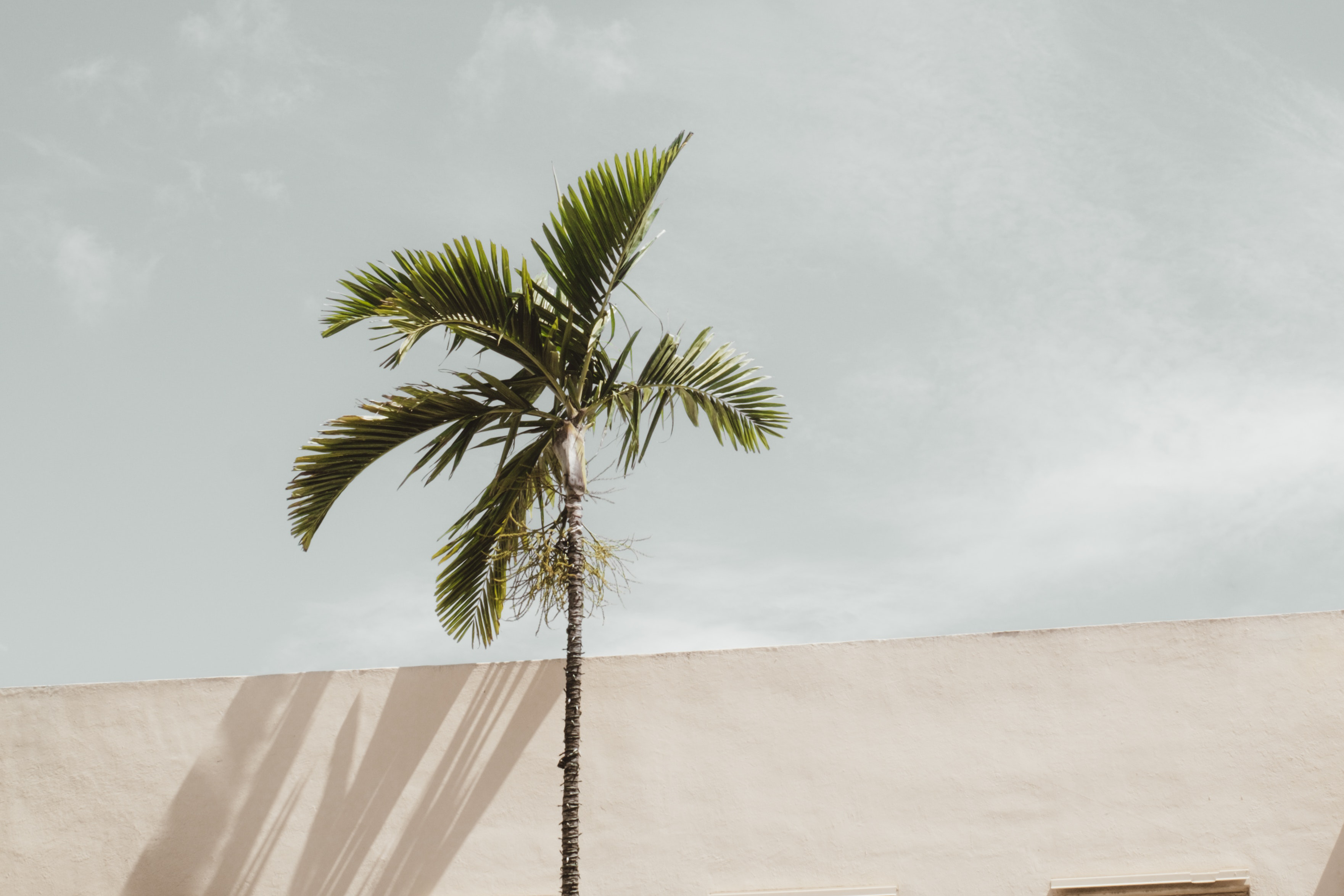 A palm tree brushes against the side of a tan terracotta building.