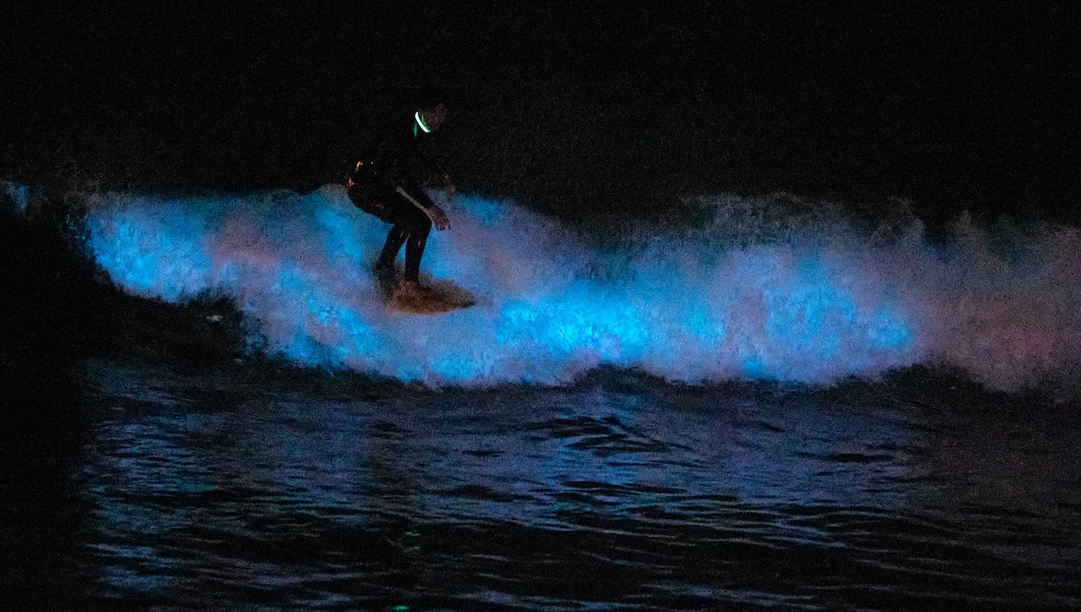 Surfer, night surfing on a glowing bioluminescent wave.