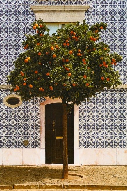 orange tree in front of zellij cafe entrance.